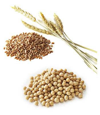 小麦と大豆